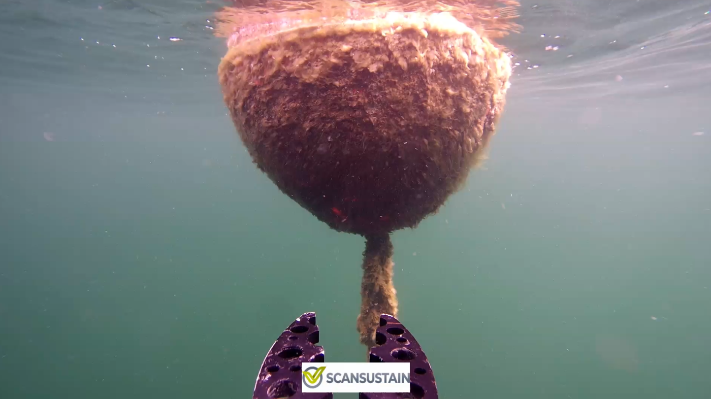 ScanSustain — Bojenverankerung mit ROV inspiziert, Muschelbewuchs an Boje und Kette